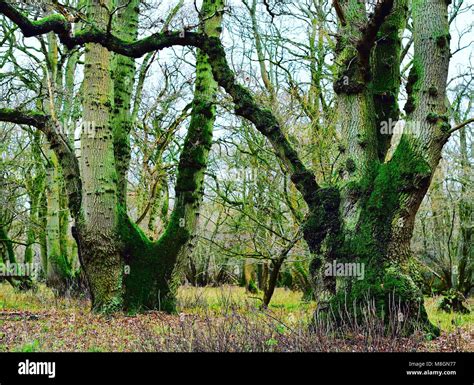 Ancient British Woodland Stock Photo Alamy
