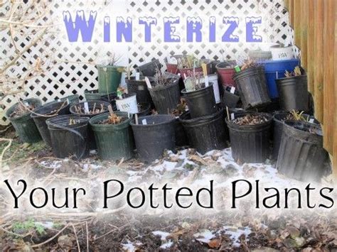 How To Pull Your Potted Plants Through The Winter Winter Potted