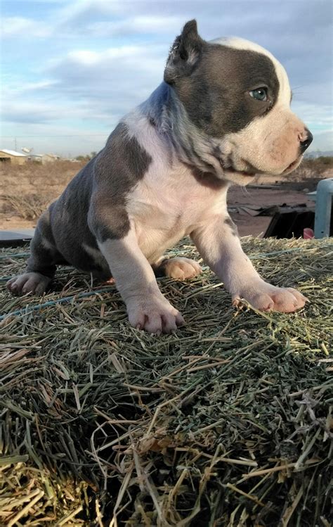 We have blue nose pitbull puppies and red nose pitbull puppies for sale. American Pit Bull Terrier Puppies For Sale | Buckeye, AZ #257177