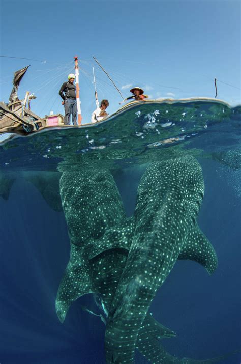 Good Luck Sharks Incredible Photos Show Relationship Between Fishermen
