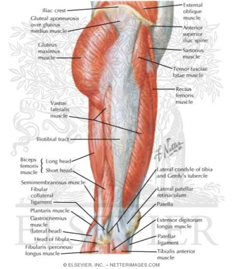 Leg Muscles Diagram Labeled Labeled Muscles Of Lower Leg Yahoo Search