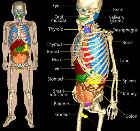 3d Whole Body Frontal View With Semi Transparent Skin Left And Major