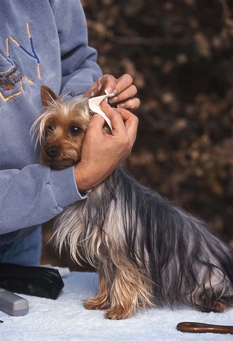 Your dog's ear can get dirty, trap moisture or debris, or have greenfield puppies has been finding loving homes for puppies for over a decade. Cleaning Your Dogs Ears: Why It Is Important | Budget Earth