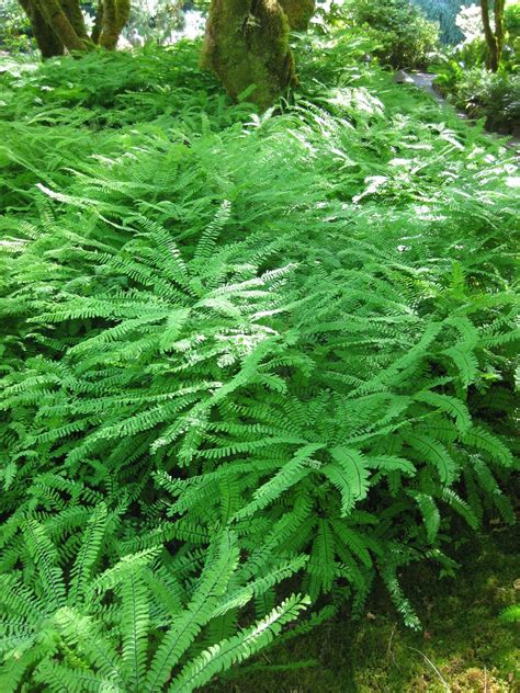 There are over 700 species in the genus. Rotary Botanical Gardens - Hort Blog: Fun Ferns (Starting ...