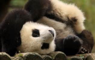 Giant Panda Asleep Downtime