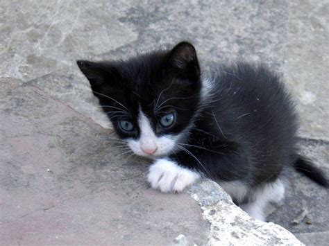 Tuxedo Kitten 5 By Yavanna Stock On Deviantart Cute Kitten Pictures