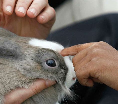 Have Rabbit Checked For Fur Mites Houston Chronicle