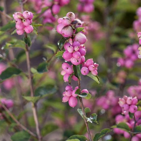 Spring Hill Nurseries Candy Coralberry Symphoricarpos Live Bare Root