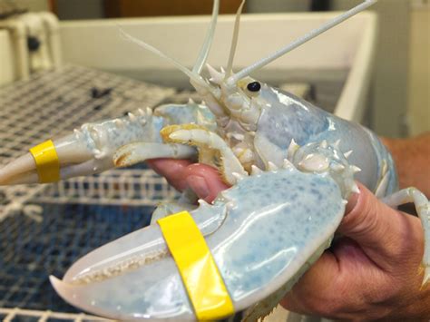 Rarest Of The Rare White Lobster Finds New Home In Thomaston Penbay Pilot