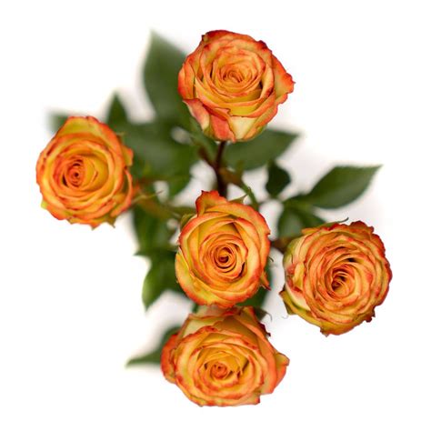 Star Blush Spray Rose Esmeralda Farms Wholesale Flowers