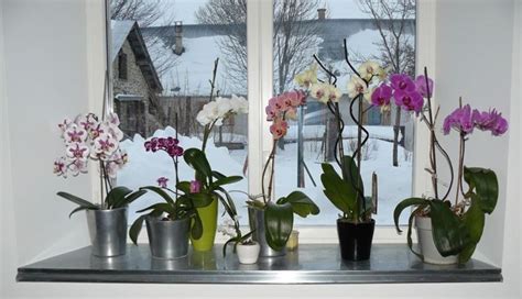 Ecco perché cresce bene in appartamento, dove soprattutto di notte. Coltivare orchidee - orchidee - Come coltivare le orchidee