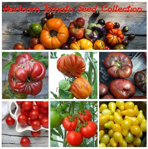 Colorful Organic Heirloom Tomato Seed Collection 6 Varieties