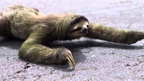 Sloth Crossing The Road Youtube