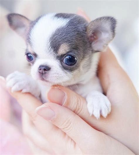 These puppies should be toy or small mini size no more then 20lbs. Home | Teacup puppies for sale, Teacup puppies, Pomeranian ...