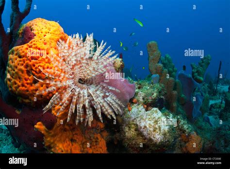 Caribbean Coral Reef Caribbean Sea Dominica Stock Photo Alamy