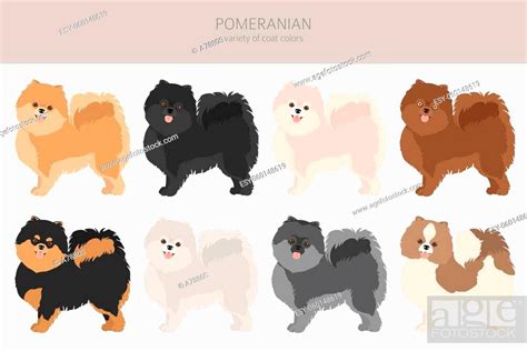 Free Pomeranian Cliparts Download Free Pomeranian Cliparts Png Clip Art Library