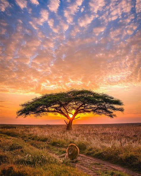 Sunrise In Africa Rpics