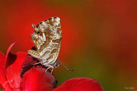 Hasan Baglar Gallery 67 Macro And Nature Pictures Cyprus Photographer