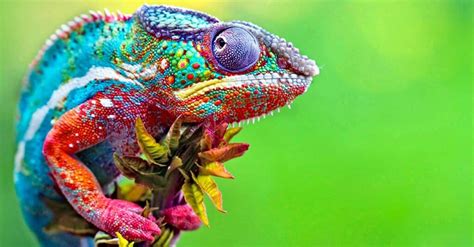 10 Animals That Change Color A Z Animals