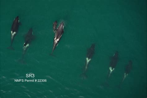 Assessing The Year Round Health Of Southern Resident Killer Whales