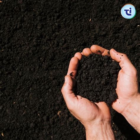 Black Soils Are Also Called As Unveiling The Richness Earths Fertile
