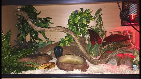 A baby corn snake can be kept in a large exo your corn snake's vivarium should measure around 4ft x 2ft x 2ft. Adult Corn Snake Setup! - YouTube