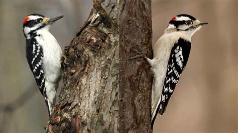 Hairy Vs Downy Woodpecker Differences And Similarities