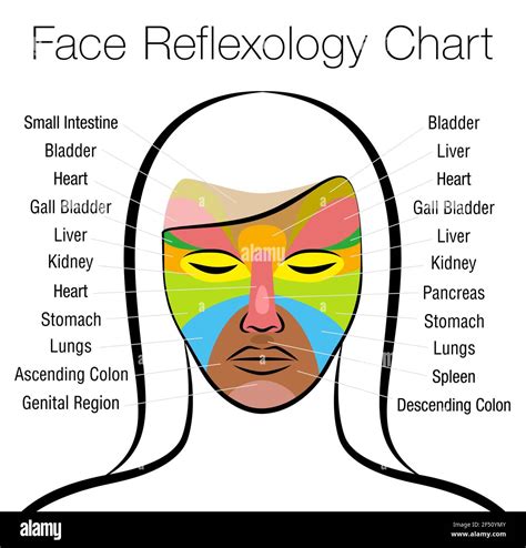 Face Reflexology Chart Female Face With Colored Areas And Names Of