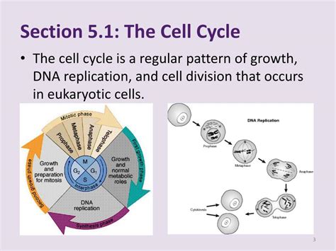 Ppt Chapter 5 Cell Growth And Division Powerpoint Presentation Free