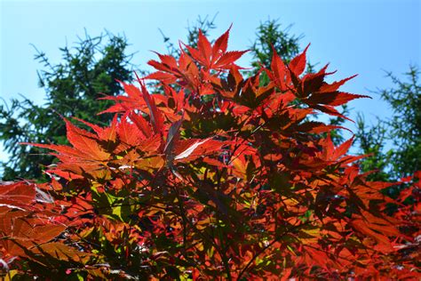 Free Photo Colorful Maple Tree Autumn October Turning Free