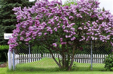 Select The Right Lilac For Planting This Spring Gardening