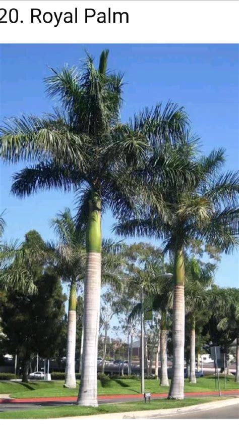 10 Most Popular Fast Growing Palm Trees With Pictures Artofit