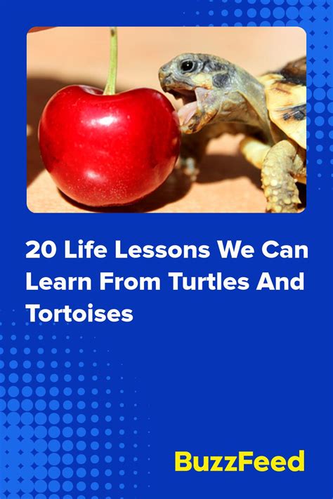 20 Life Lessons We Can Learn From Turtles And Tortoises Life Lessons
