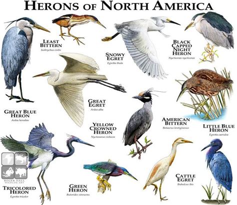Herons Of North D Scientific Illustrator Specializing In Wildlife And