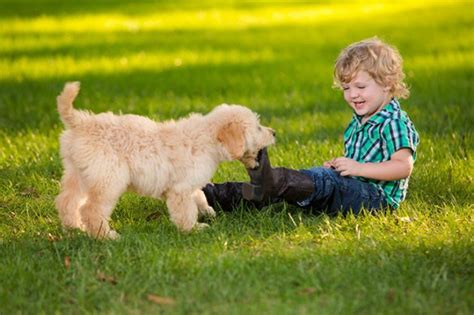 10 Best Hypoallergenic Dog Breeds For Kids And People With Allergies