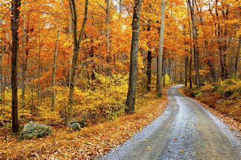 Deciduous Forest Plants