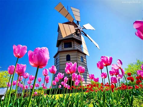Łąka Różowe Tulipany Wiatrak Windmill Flowers Pink Nature