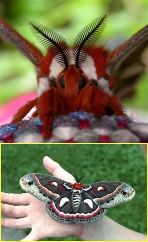Cecropia Moth Hyalophora Cecropia Is North Americas Largest Native