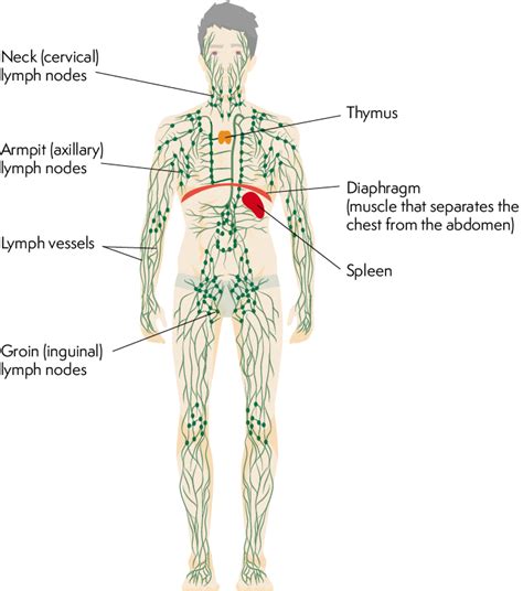 Lymphoma Action The Lymphatic System