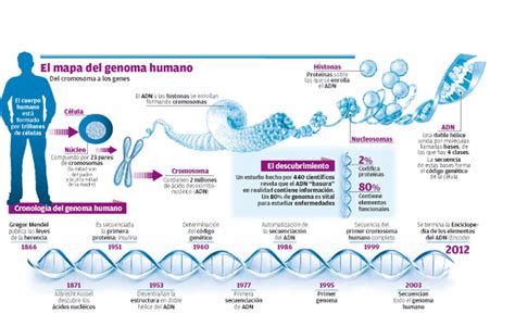 Organizacion Del Genoma Humano