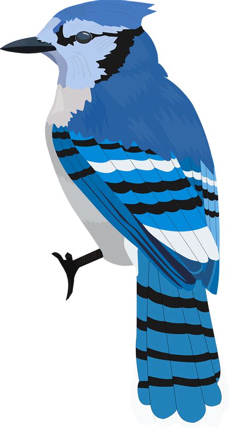 Free Blue Jay Clipart