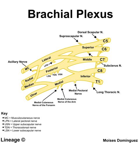 Brachial Plexus Lesions Usmle Strike