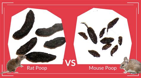 Rat Poop Vs Mouse Poop Pest Supply Canada