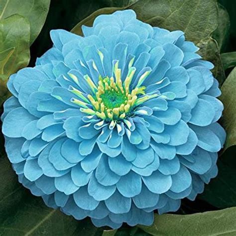 See more ideas about zinnia garden, zinnias, flower garden. Zinnia haageana Blue Flower 50 seeds | Etsy | Flower seeds, Zinnia flowers, Blue flowers garden