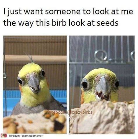 A Flock Of Bird Memes Thatll Have You Squawking Cutesypooh
