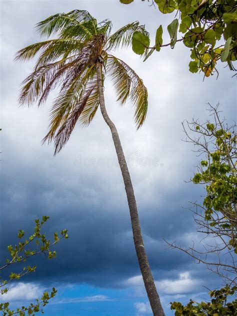 Palm At Hurricane Stock Image Image Of Tall Disaster 78481819