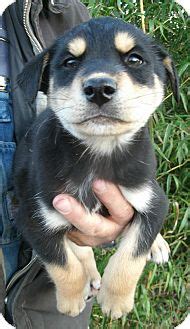 Re homing fee is $240 obo. Dalton | Adopted Puppy | Centerville, TN | Husky/Rottweiler Mix