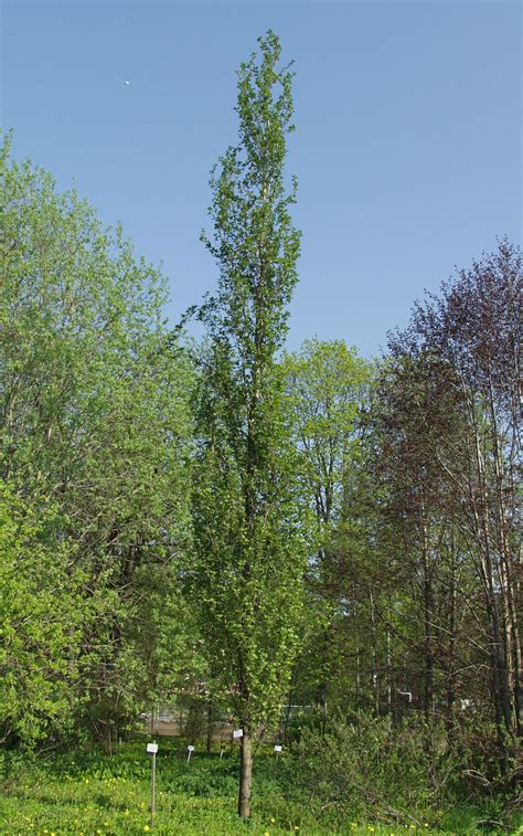 Alnus Glutinosa Pyramidalis Garden Trees Plants Tree