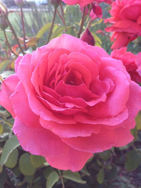 Fragrant Cloud Rose From My Windsor Co Garden Fragrant Cloud Rose