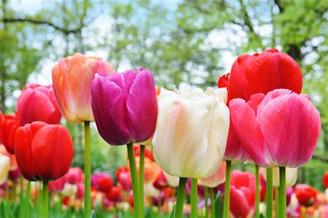 🌷 Todo Sobre Los Tulipanes【2023】 Tips Consejos Y Más